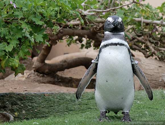 Uncle Ramon from Happy Feet :)