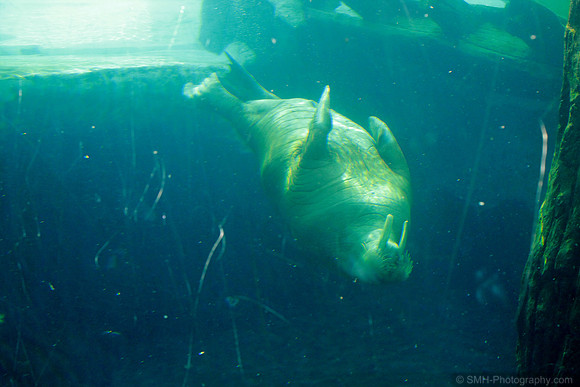 Mr. Walrus