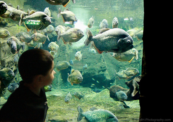 This is the closest we'll ever be to piranhas!!