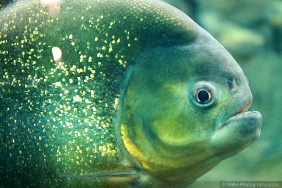 Piranha Relaxing