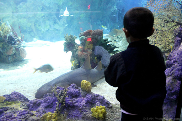 Shark Encounter