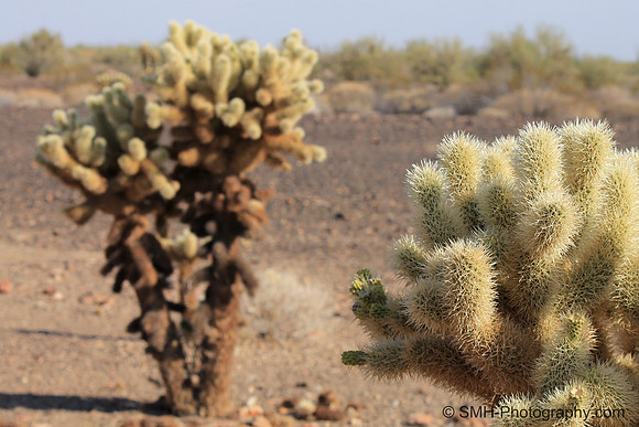Desert