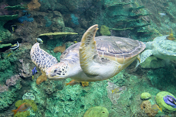 Turtle Reef